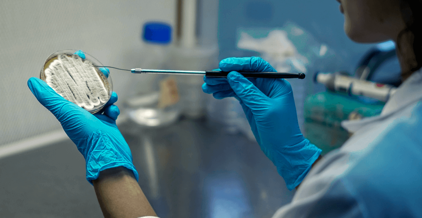 Lab technician inoculating a Petri dish with BARstrain culture