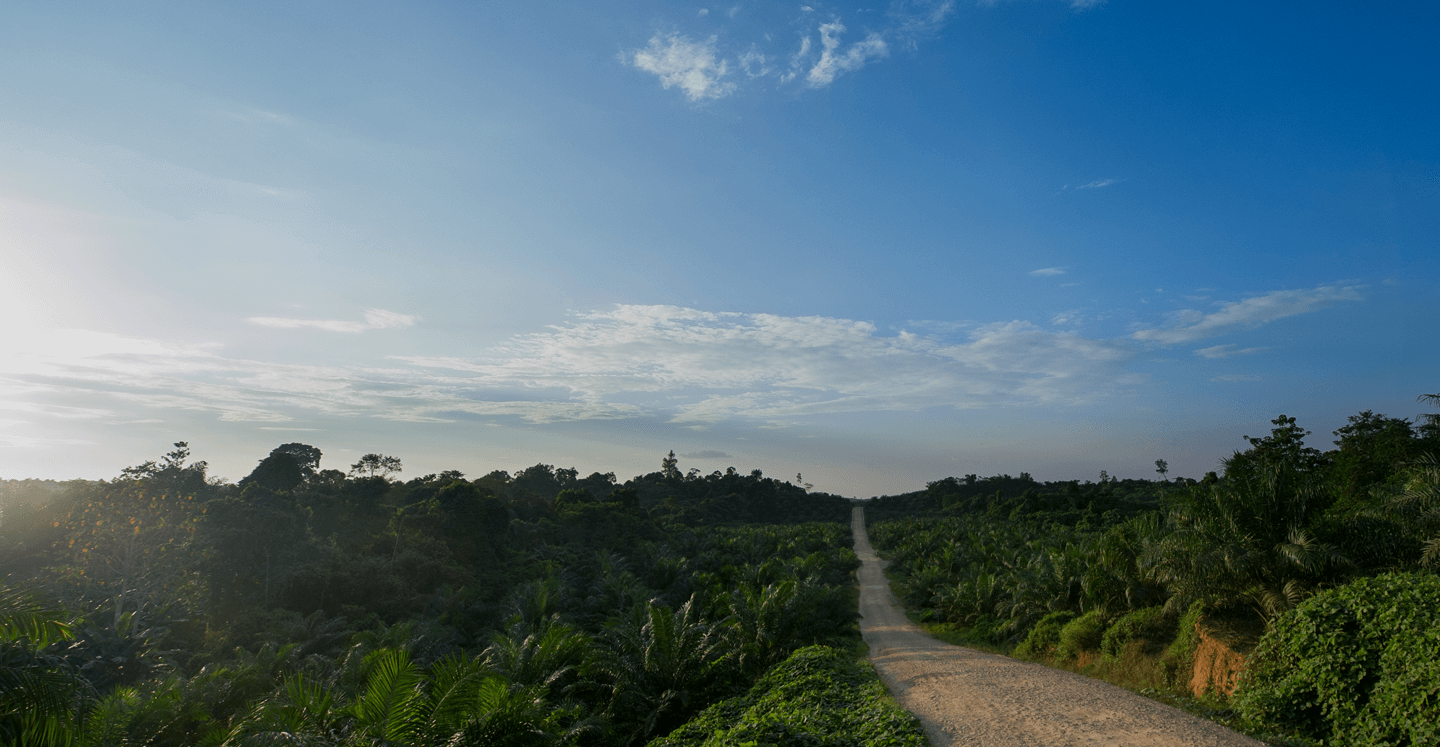 Plantation road at dawn, palms framing the horizon
